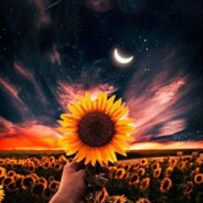 ᠌ Sυиfløωeя. 🌻