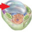 Vacuole