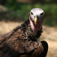 TheSpicyVulture