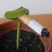 Cgrlos