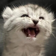 Погладь кота! - steam id 76561197963223013