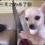 猫砂的牟牟