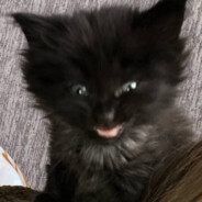 pizdec ebet skrillex