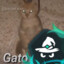 gato parao