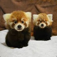 RedPanda's Avatar