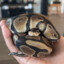 Snek