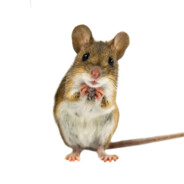 Hamster