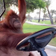 fly high little bird ( • ө • )