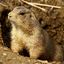 Casual Prarie Dog