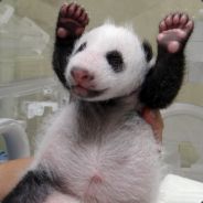 Baby Panda Jr.