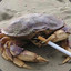 EvilCrab_Motherfucker