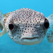 Steam Community :: pufferfish