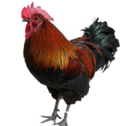 A Regular Cock