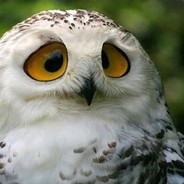 Snowy OwL