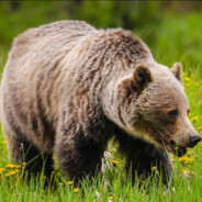 the bear getting grilled