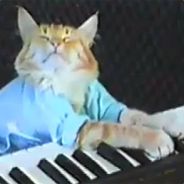 CatofKeyboard