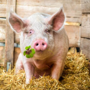 Steam profile avatar of alexhype cs2gofast.com