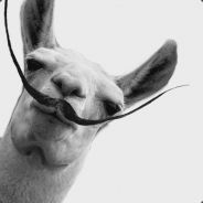 Dalí Llama