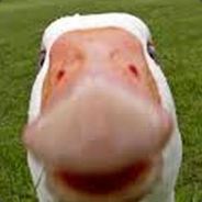 Goose