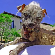 CÃO DE CAÇA