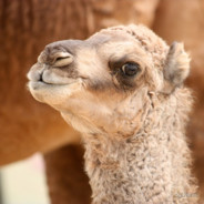 smol camel's Avatar