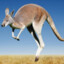 kangaroo