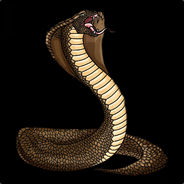 king Cobra