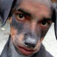Caredog