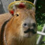 Mexico Capybara