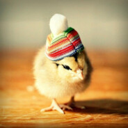 Dr. Birds