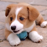 [C]aptain Doggie