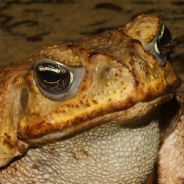 quality toad