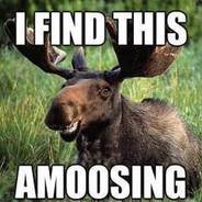 Moose