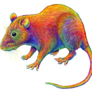 Rainbow Rat