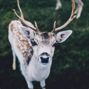 TradeBot•F ► Deer