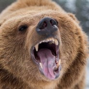 Relaxingbear853's Avatar