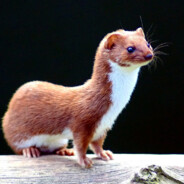 weasel