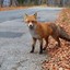 FoX*