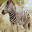 Zebrass723