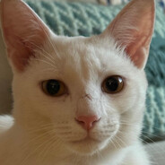 Waooawwwww