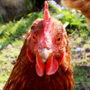 Makvi avatar