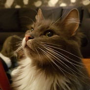 Stole your cat