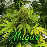 Mugur