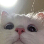 ᨐᵐᵉᵒʷ 𝒜𝓃𝓃𝒾