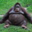 Chunky_Monkey