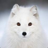 Foxian's Avatar