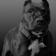 pit Bull
