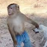 WongaBonga