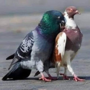 1★2★3 ÂĿǤЄRIA 1★2★3