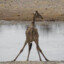 TESTOgiraffi